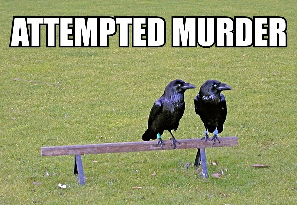 Attempted murder